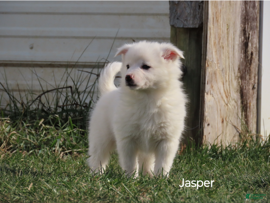 American Eskimo dogs for sale: Jasper  - Ad 1