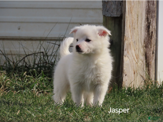 American Eskimo dogs Jasper - Ad 18