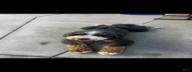 Bandit