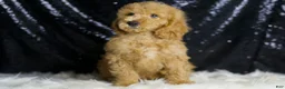 Mini Goldendoodle dogs for sale: Oxford - Ad 5