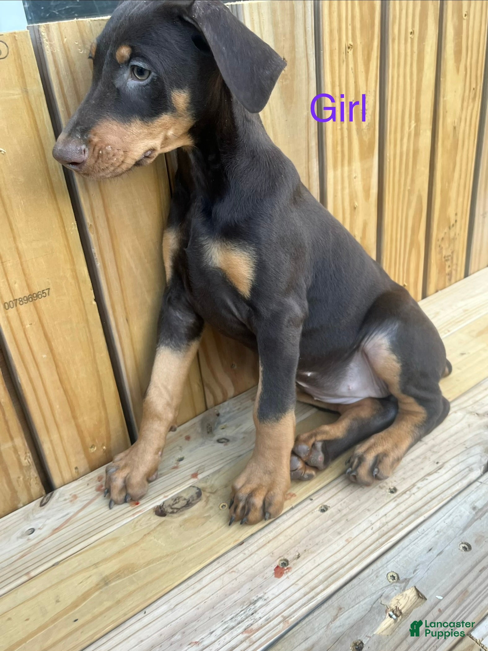 Doberman Pinscher