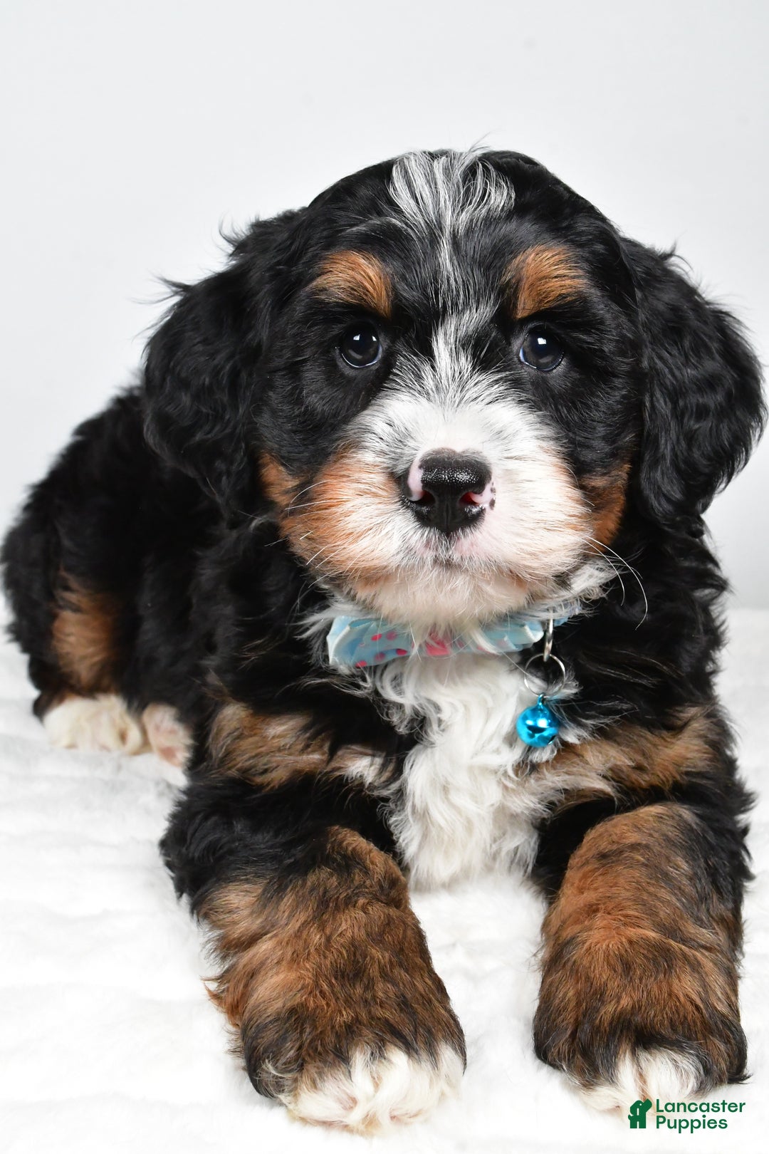 Mini Bernedoodle dogs for sale: Duke - Ad 3