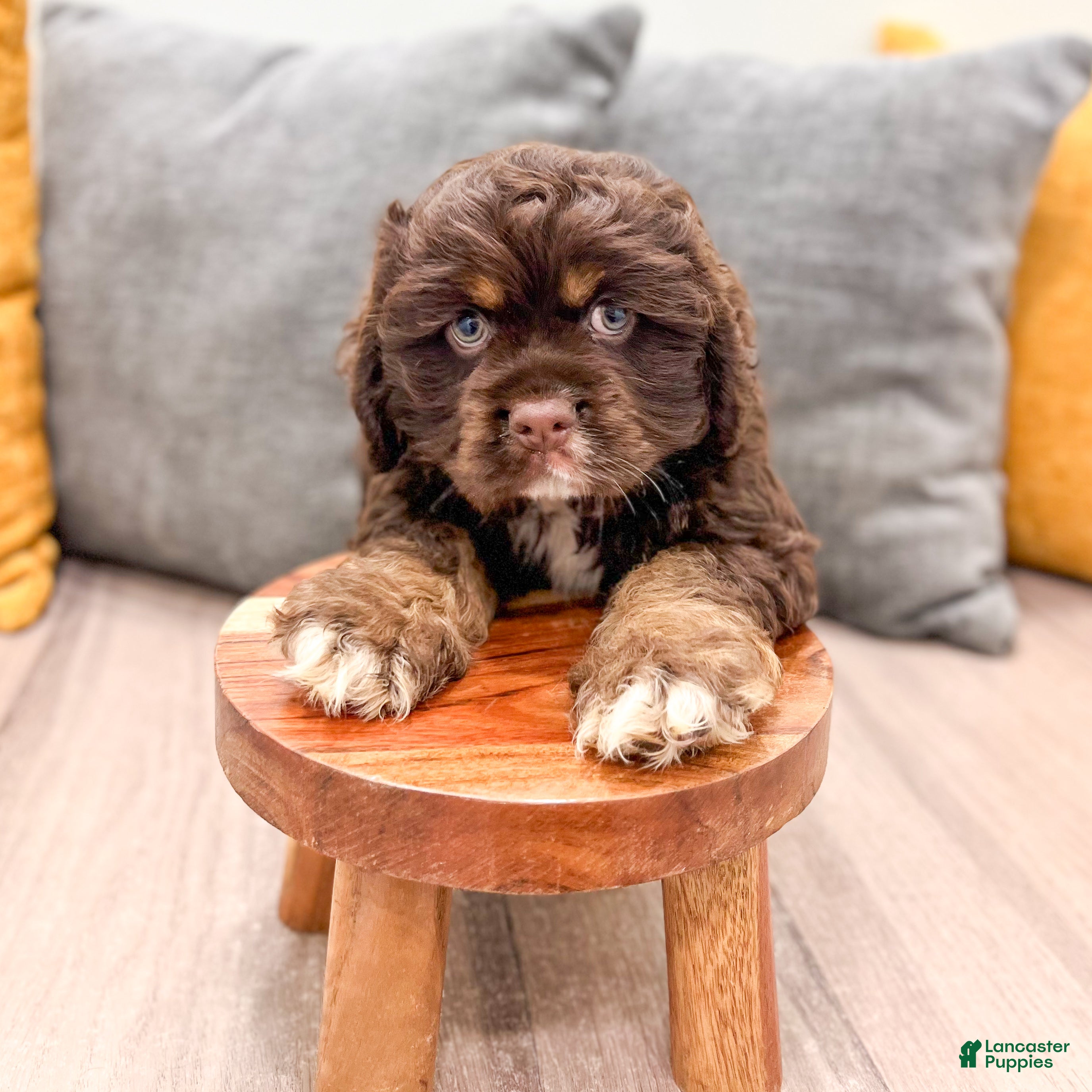 Cocker Spaniel dogs Palmer - Ad 2