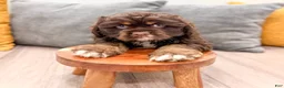 Cocker Spaniel dogs for sale: Palmer - Ad 2