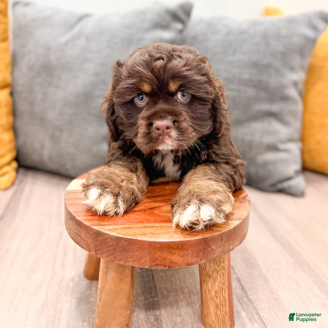 Cocker Spaniel dogs for sale: Palmer - Ad 2