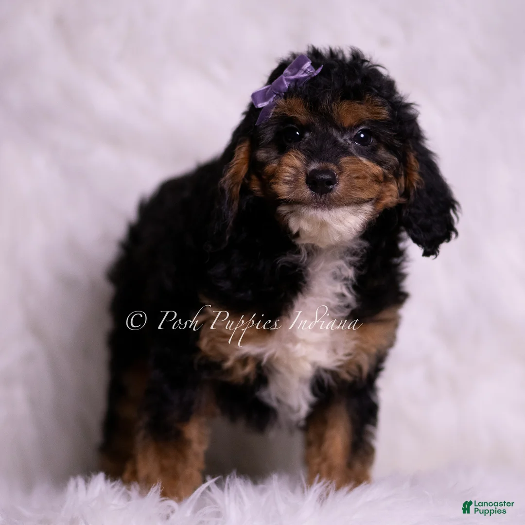 Mini Goldendoodle dogs for sale: Jessica  - Ad 4