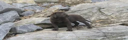 Labrador Retriever dogs for sale: Samantha Labrador Retriever  - Ad 7