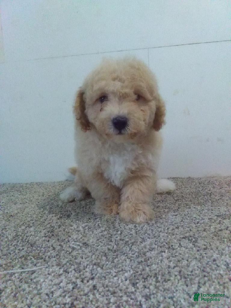 Maltipoo dogs Milton  - Ad 30