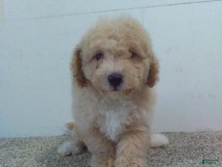 Maltipoo dogs Milton - Ad 33