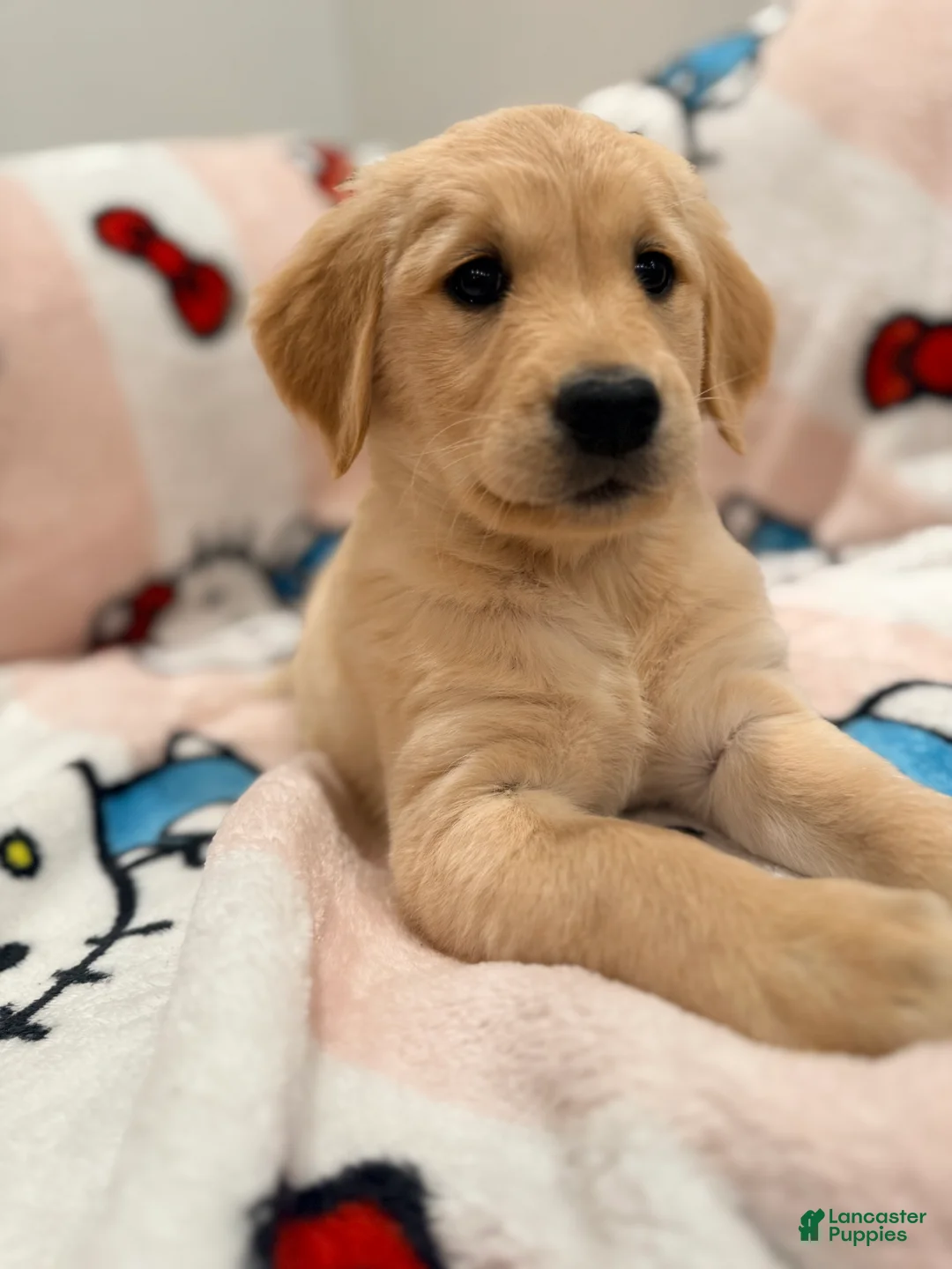 Golden Retriever dogs for sale: Golden Retriever Puppy 6 - Ad 2