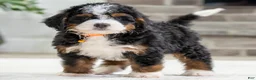 Mini Bernedoodle dogs for sale: Hawk - Ad 2