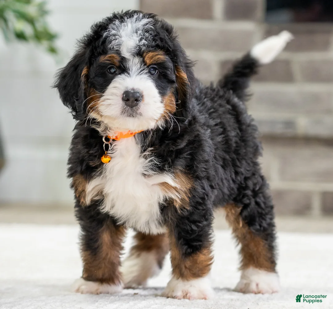 Mini Bernedoodle dogs for sale: Hawk - Ad 2
