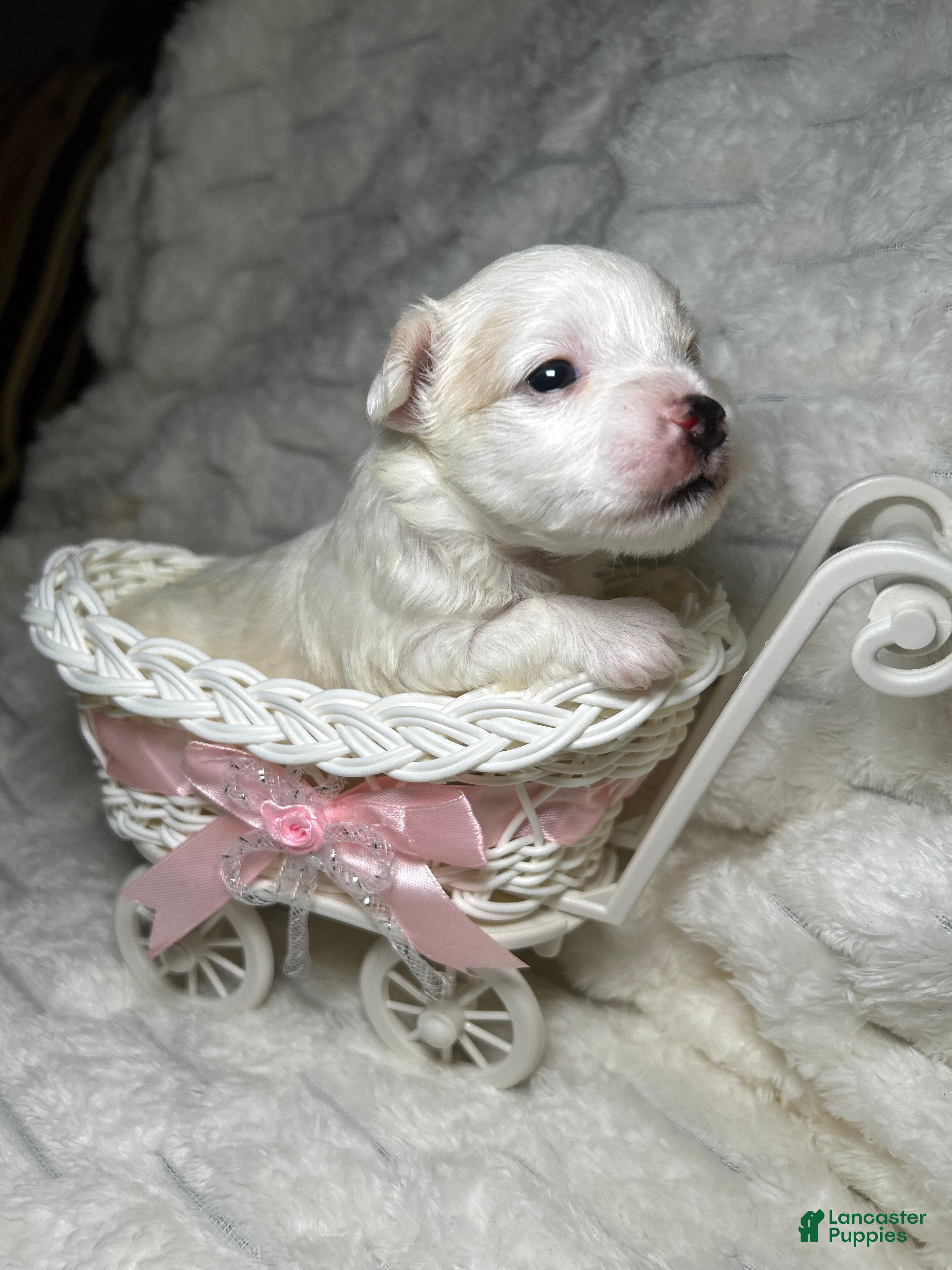 Mixed Breed Puppies for sale in Georgia Lancaster Puppies