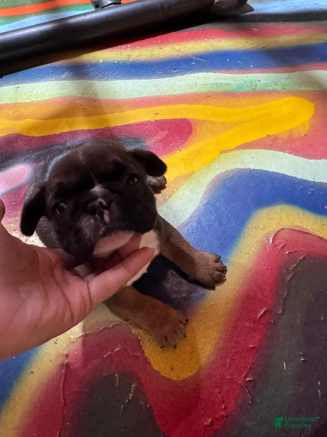 French Bulldog dogs for sale: French Bulldog Puppy 2 - Ad 1