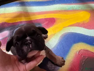 French Bulldog dogs French Bulldog Puppy 2 - Ad 3