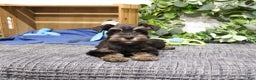 Miniature Schnauzer dogs for sale: Princeton - Ad 3