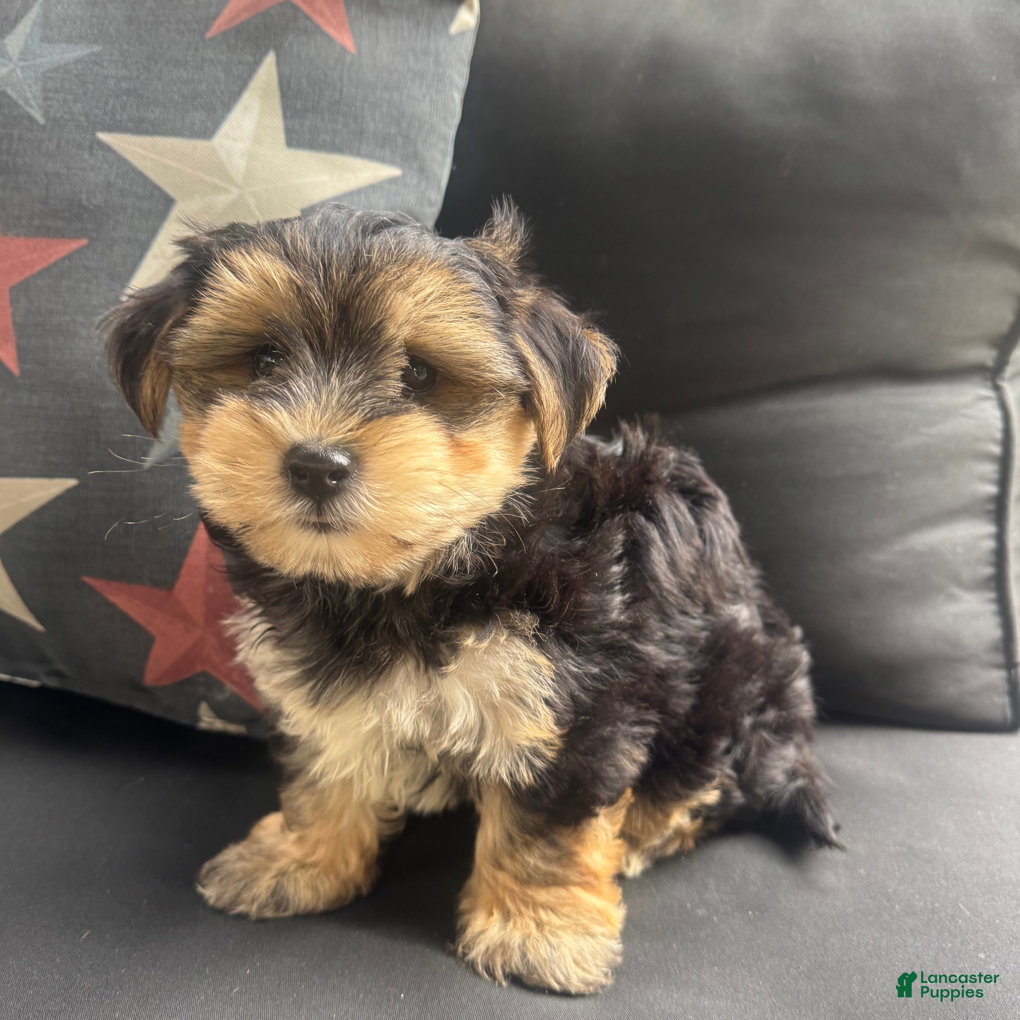 Morkie dogs Louis - Ad 1