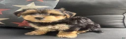 Morkie dogs for sale: Louis - Ad 1