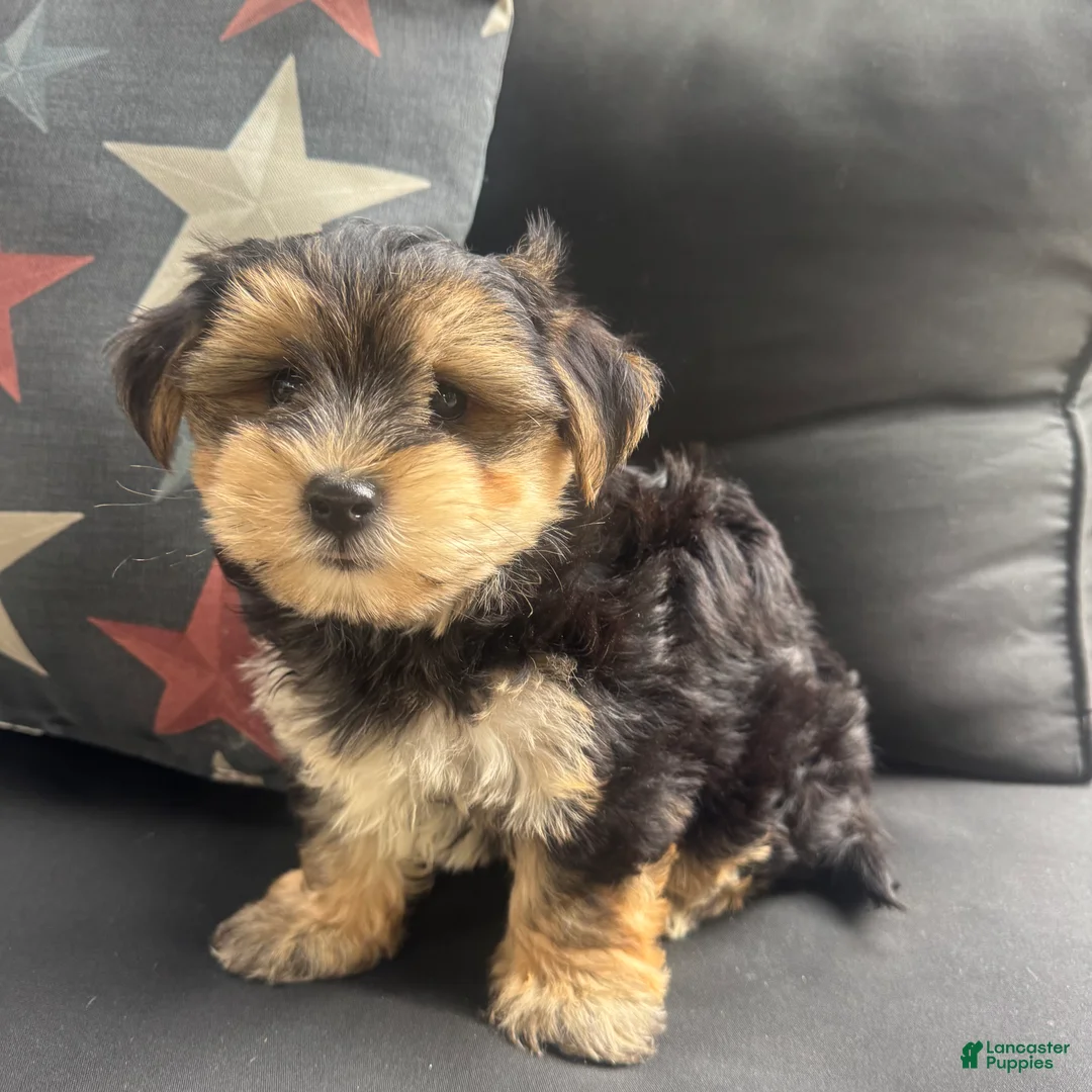 Morkie dogs for sale: Louis - Ad 1
