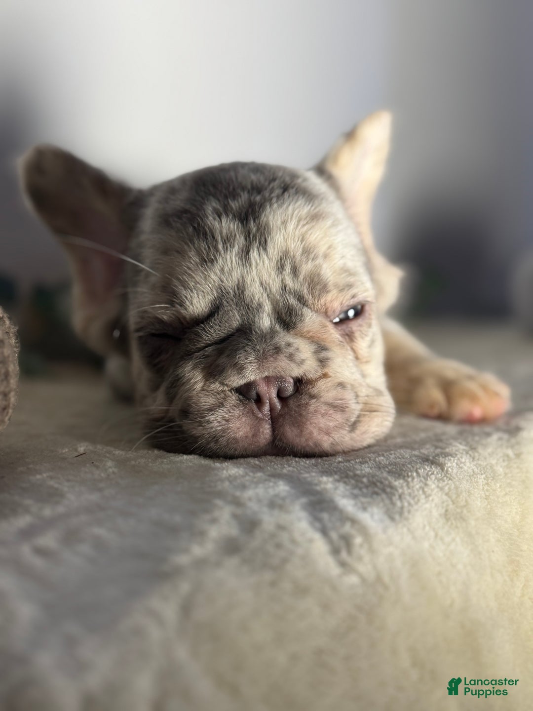French Bulldog dogs for sale: Big Rope Lilac tan Merle Fluffy Male  - Ad 5