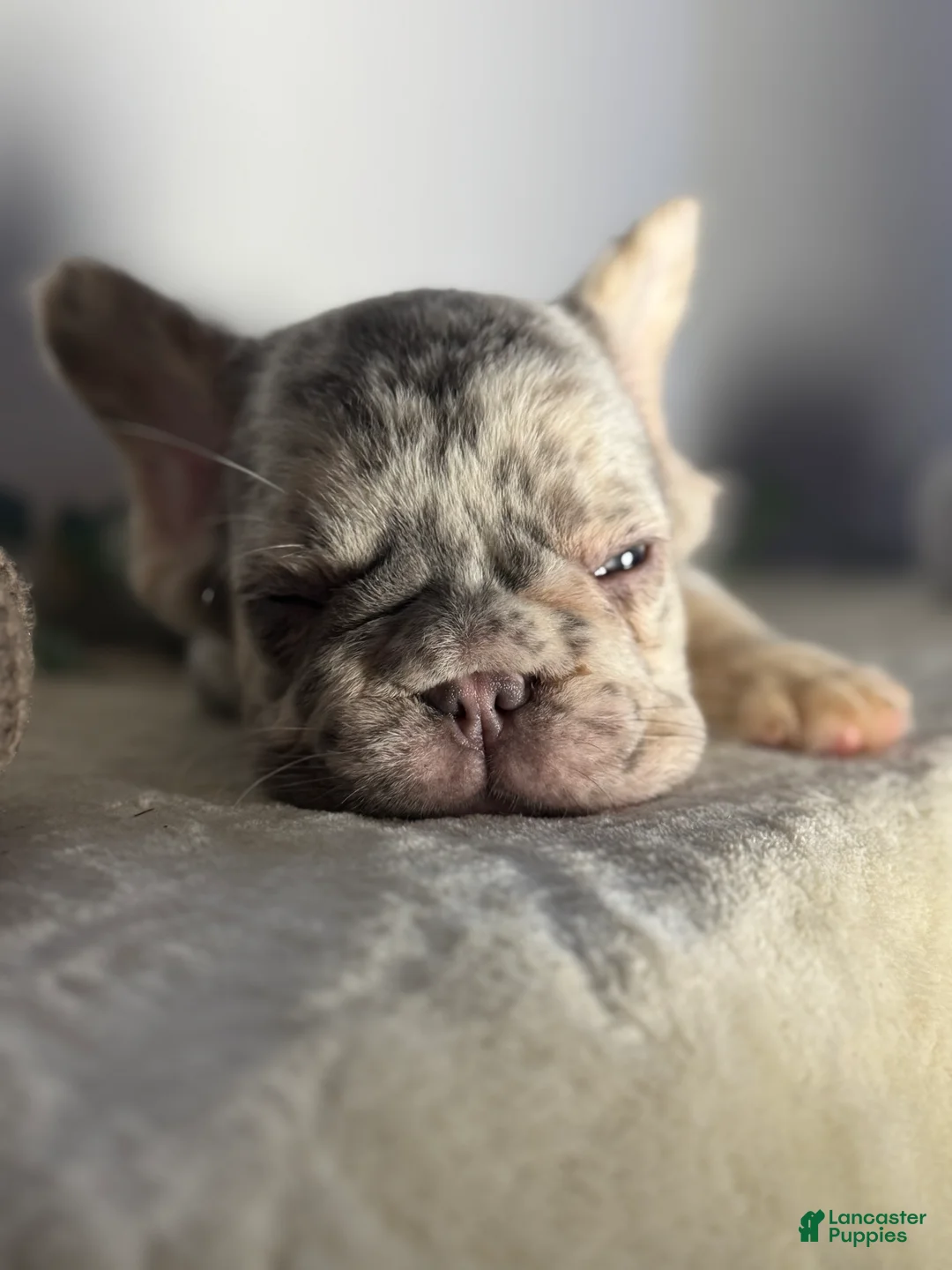 French Bulldog dogs for sale: Big Rope Lilac tan Merle Fluffy Male  - Ad 7
