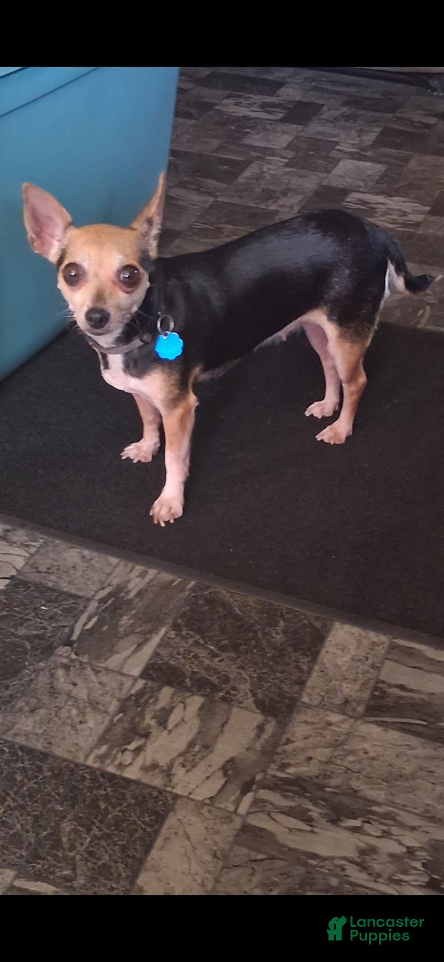 Chihuahua dogs for sale:  Coco - Ad 2