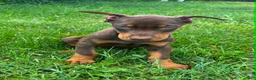 Doberman Pinscher dogs for sale: Red Male - Ad 3