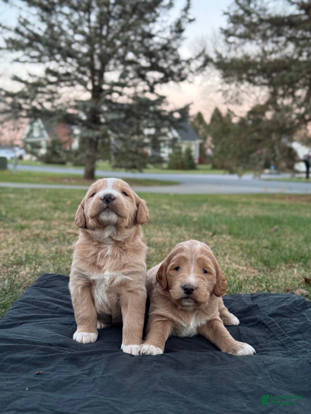 Mixed Breed dogs for sale: Simba - Ad 4