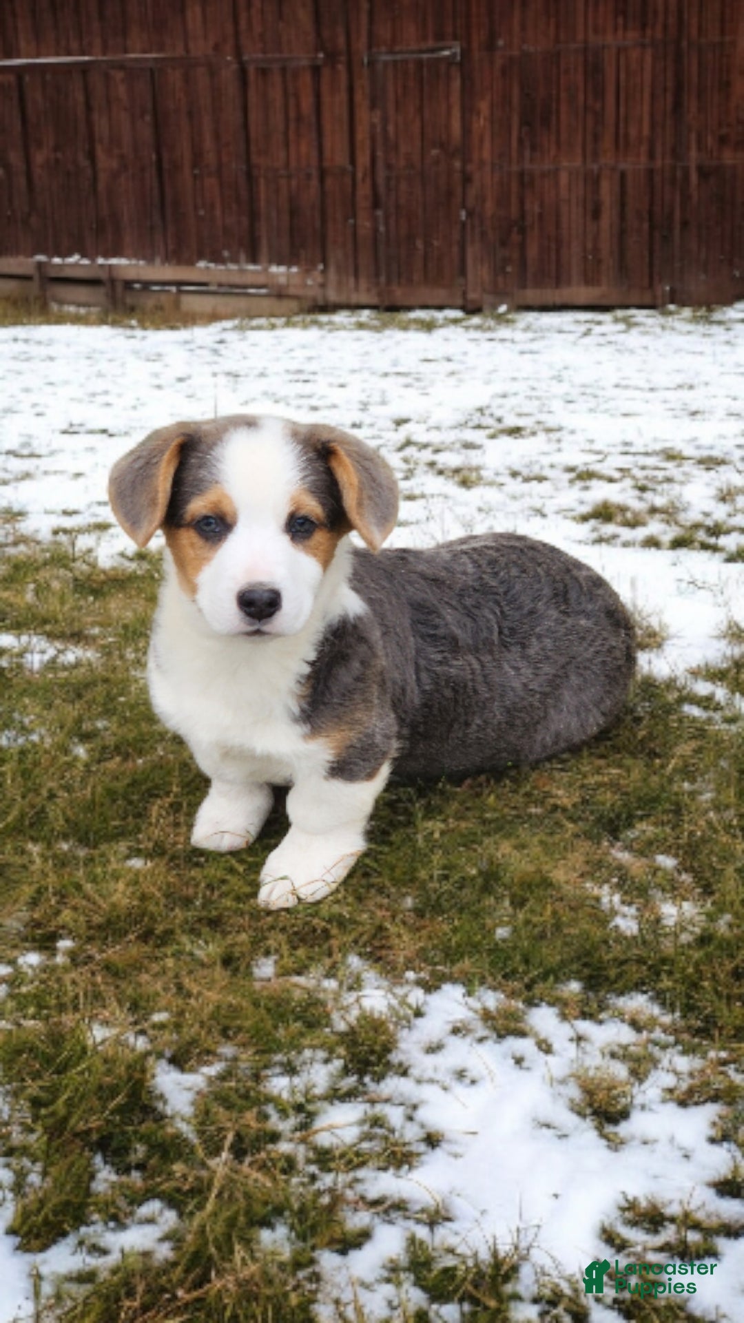 Welsh Corgi Pembroke dogs for sale: Apex Bluie  - Ad 3