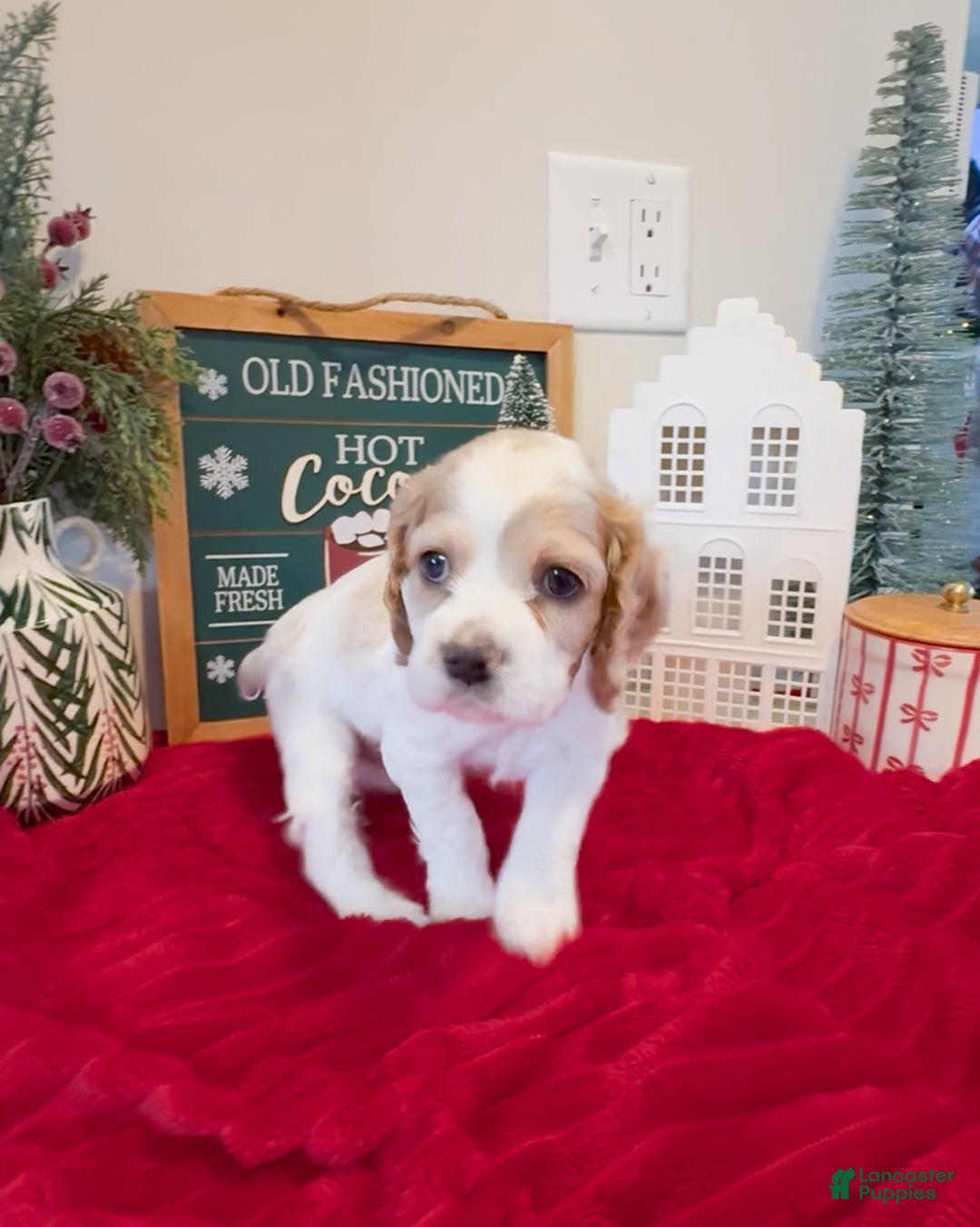 Cocker Spaniel dogs for sale: Louie - Ad 1