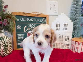 Cocker Spaniel dogs Louie - Ad 6