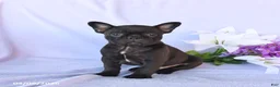 Frenchton dogs for sale: Adam - Ad 1