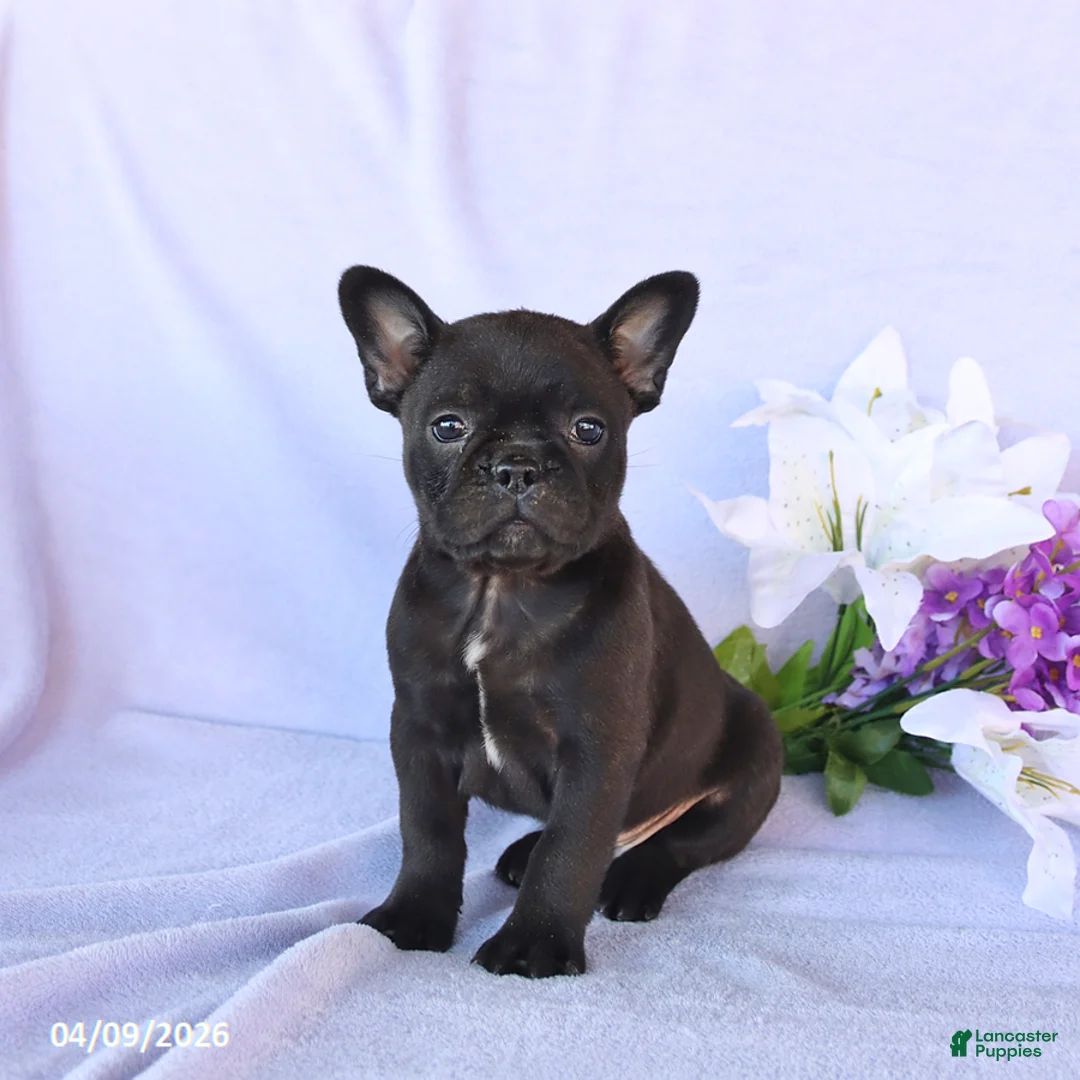 Frenchton dogs for sale: Adam - Ad 1