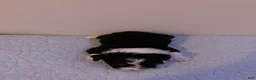 Mini Bernedoodle dogs for sale: Mini Poodle Puppy 2 - Ad 7