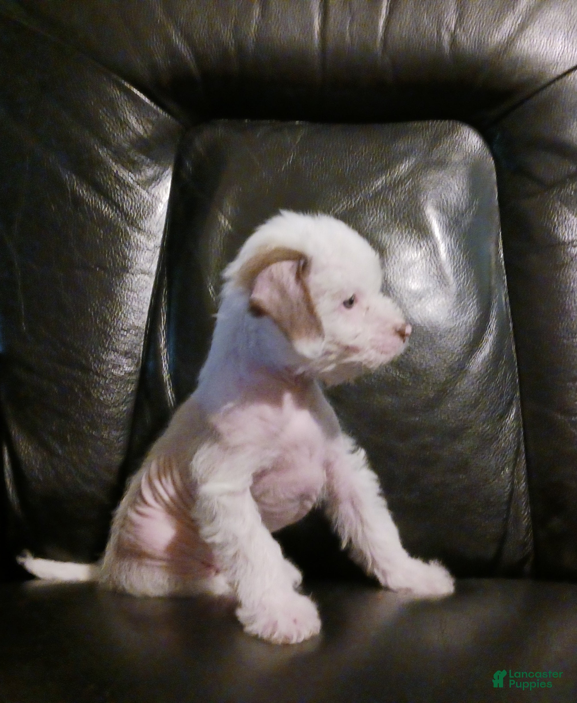 Chinese Crested dogs ZuZu - Ad 2