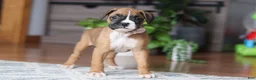 Boxer dogs for sale: Kona - Ad 4