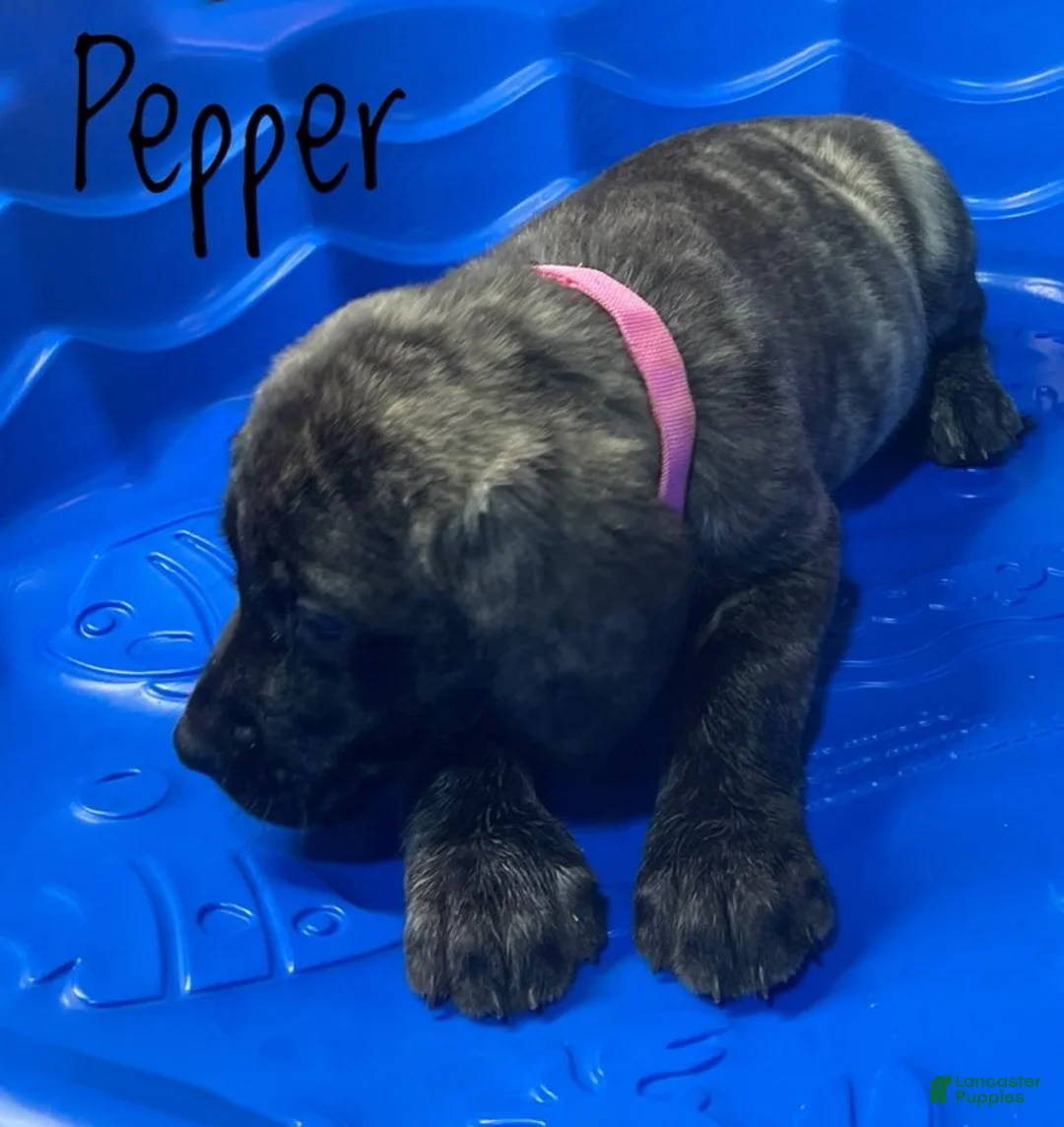 English Mastiff dogs for sale: Pepper - Ad 2
