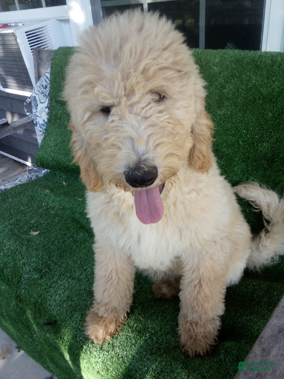 Goldendoodle dogs Hope F1B - Ad 1