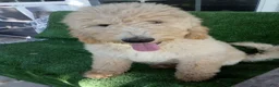 Goldendoodle dogs for sale: Hope F1B - Ad 1