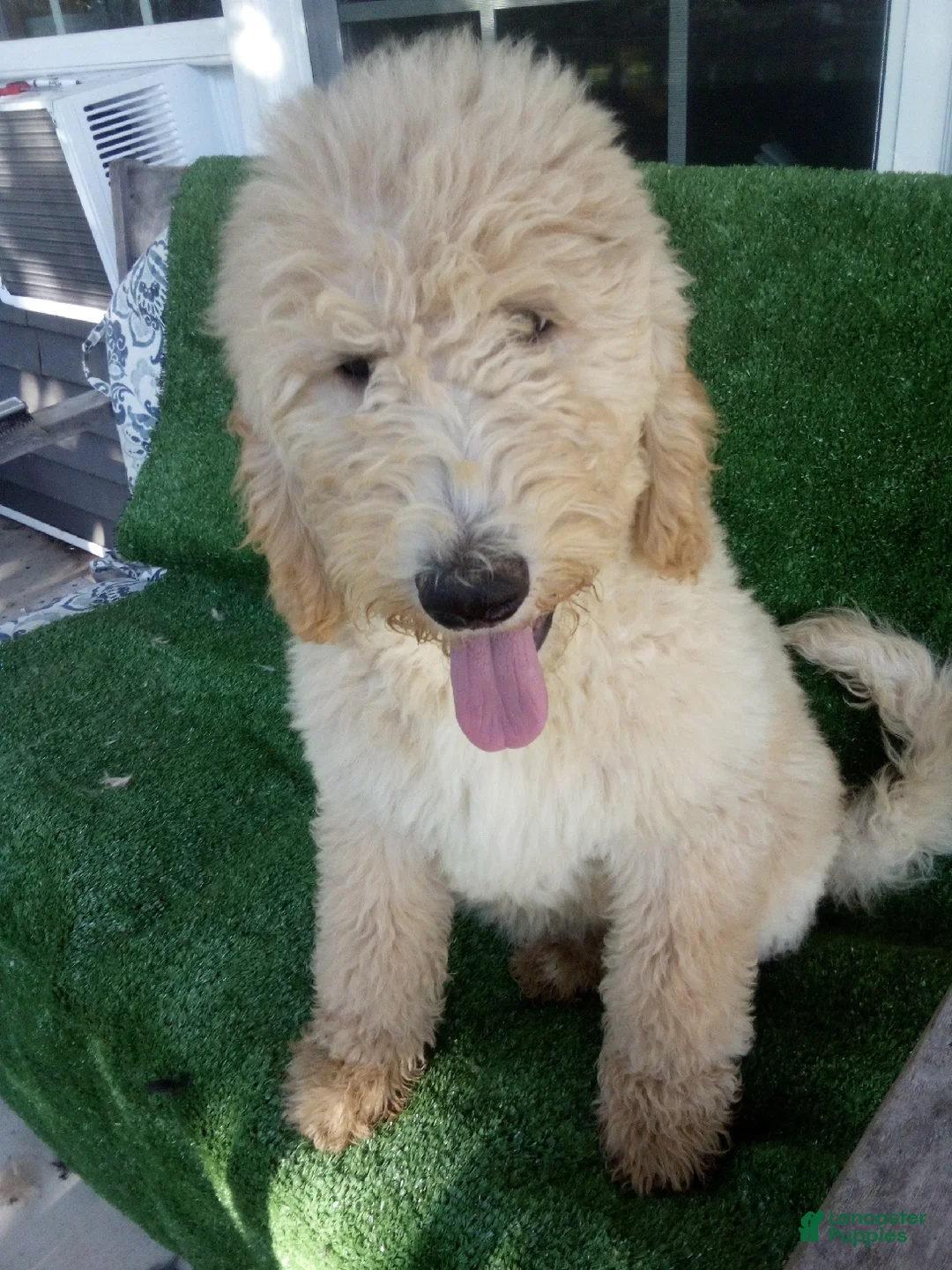 Goldendoodle dogs for sale: Hope F1B - Ad 1