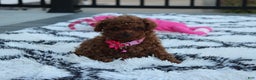 Toy Poodle dogs for sale: Bella - Ad 5