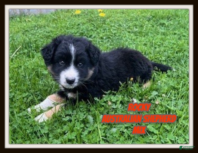 Mixed Breed dogs Rocky - Ad 1
