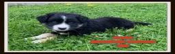 Mixed Breed dogs for sale: Rocky - Ad 1