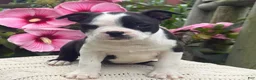 Boston Terrier dogs for sale: Boston Terrier 2 - Ad 3