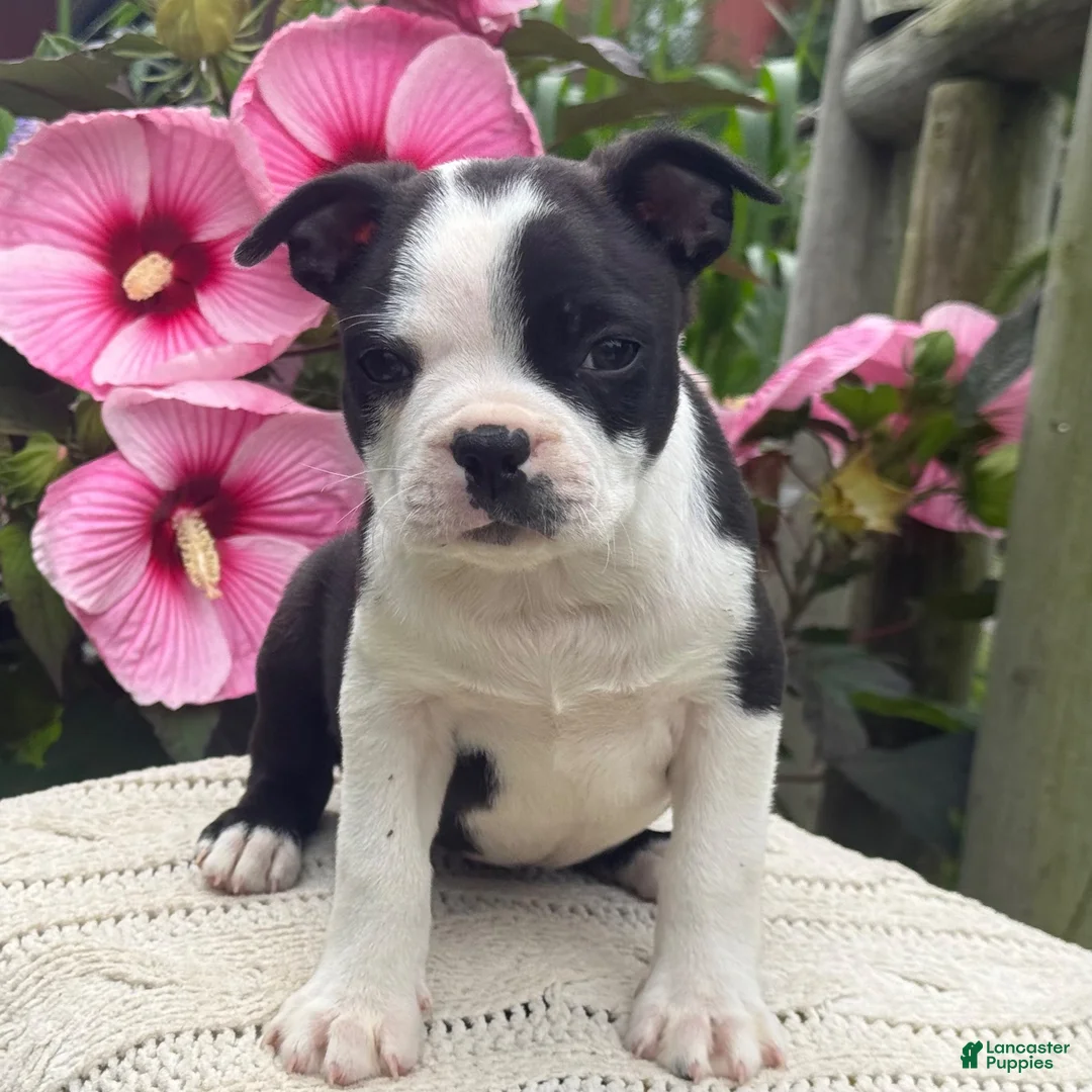Boston Terrier dogs for sale: Boston Terrier 2 - Ad 3