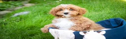 Cavapoo dogs for sale: Herbie - Ad 2