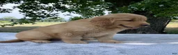 Golden Retriever dogs for sale: Dumpling - Ad 5