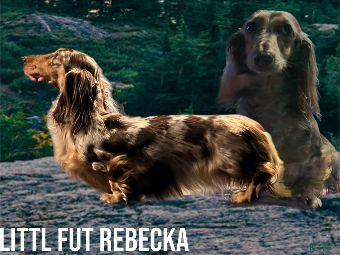 Miniature Dachshund dogs for sale: Miniature Dachshund red smooth - Ad 3