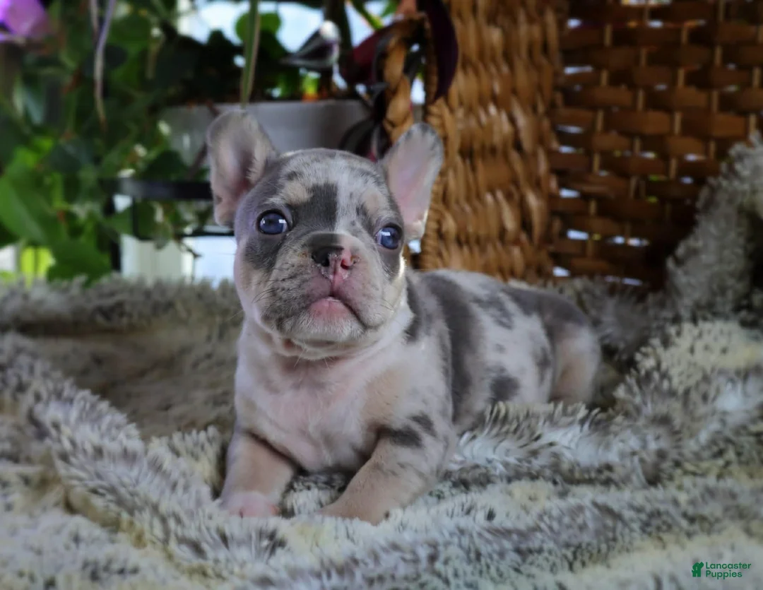 French Bulldog dogs for sale: Lighter Merle French Bulldog Puppy 4 - Ad 1