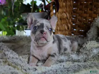 French Bulldog dogs for sale: Lighter Merle French Bulldog Puppy 4 - Ad 3